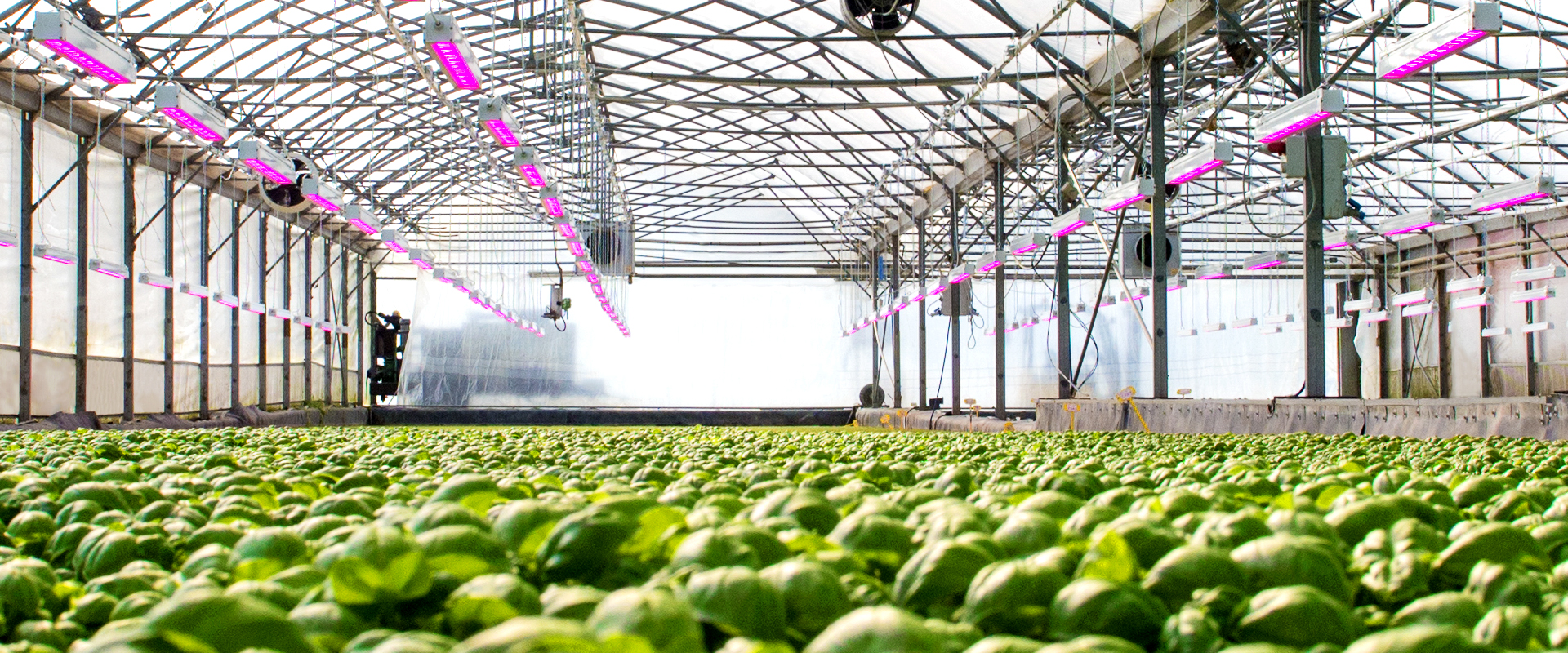 LED grow lights